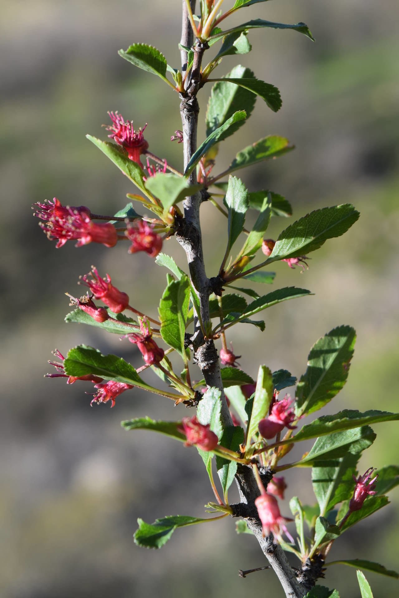 Prunus microcarpa C.A.Mey.